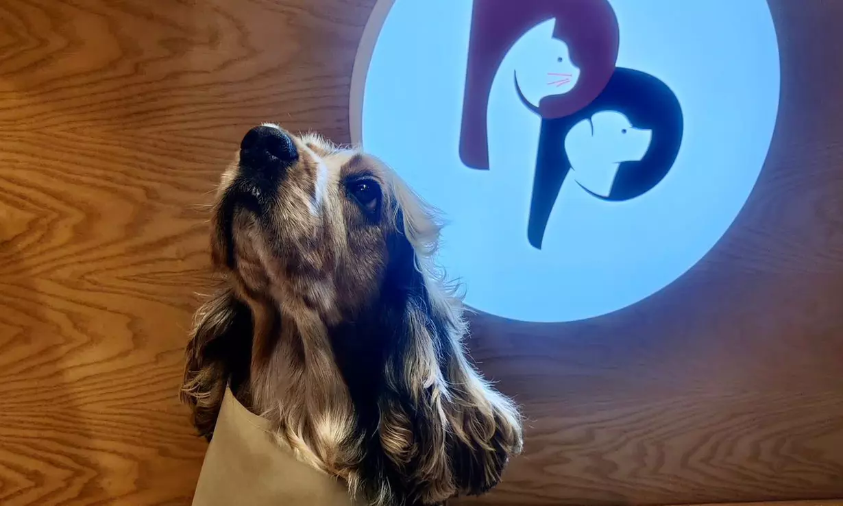 Groom, Grin, and Wag: Unleash Pet Paradise