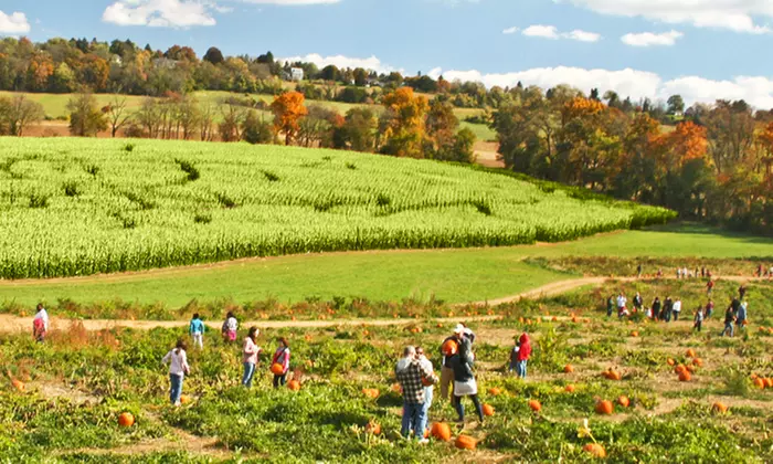 Corn Maze Admission for Two with $10 Pumpkin Credit or Four with $20 at Jumbo's Pumpkin Patch (Up to 34% Off) - Primary Image