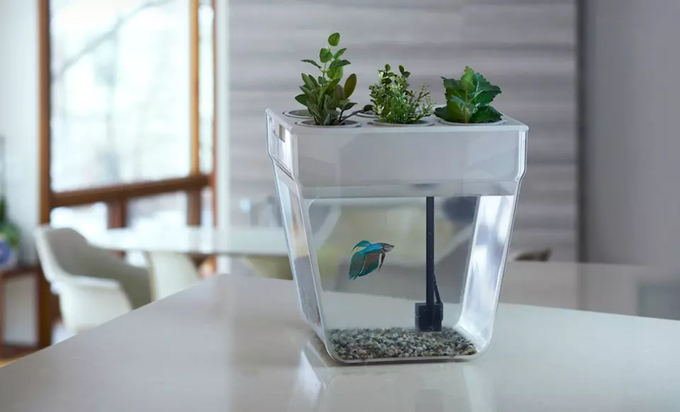 AquaFarm 3-Gallon Fish Tank and Planter - Second Medium