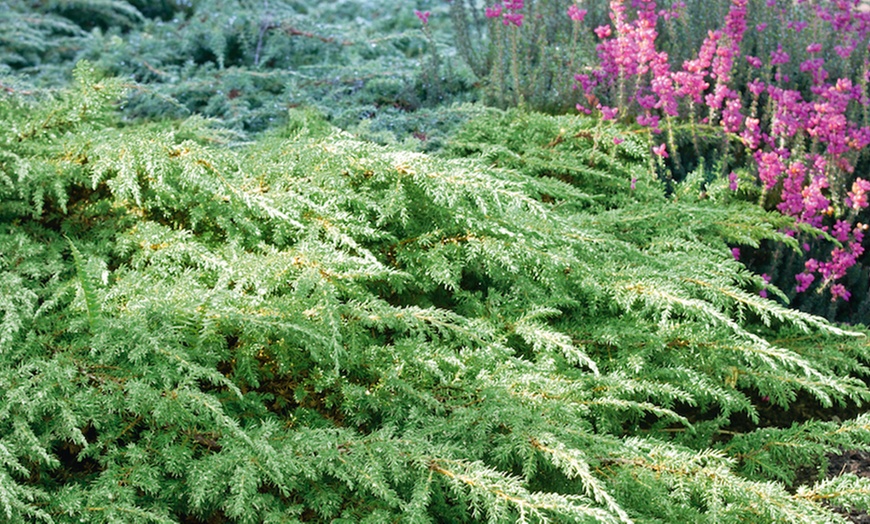 Image 6: 9cm Evergreen Hardy Shrubs