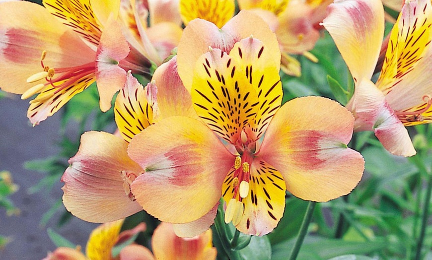 Image 5: Alstromeria Plants