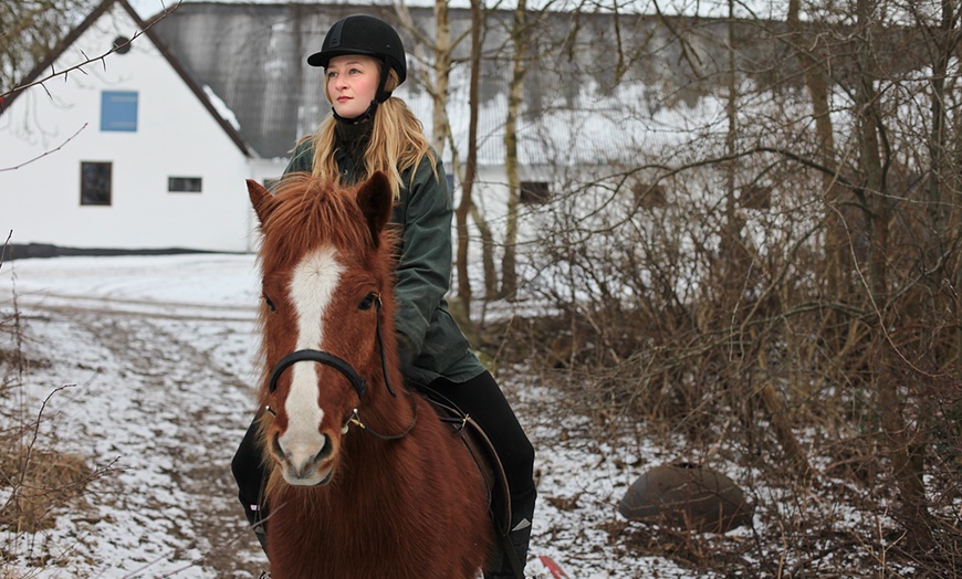 Image 1: Horse Riding Lesson, Trek or Hack