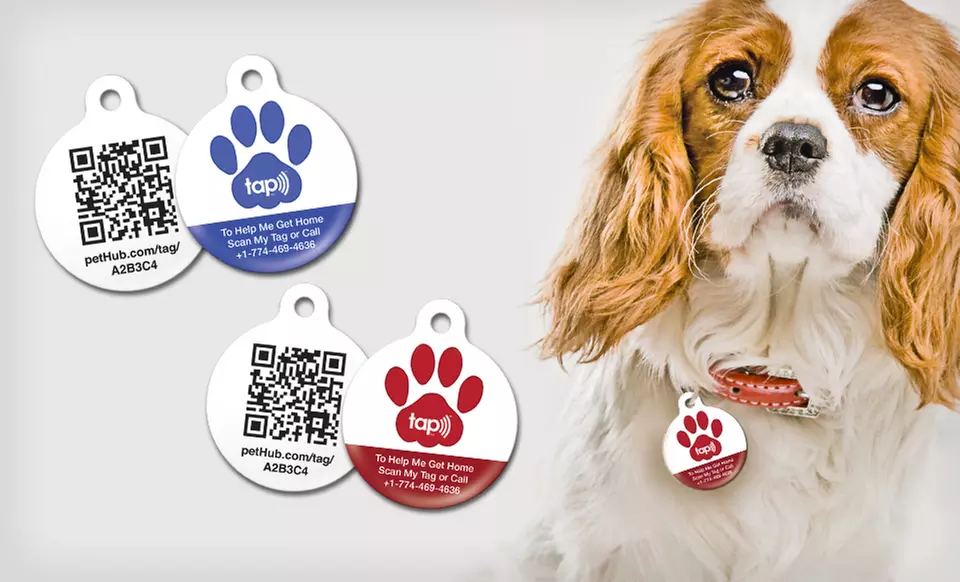 Pet Tags and Services (Up to 66% Off). 18 Options Available. Free Shipping on Purchases of $15 or More. - Primary Image