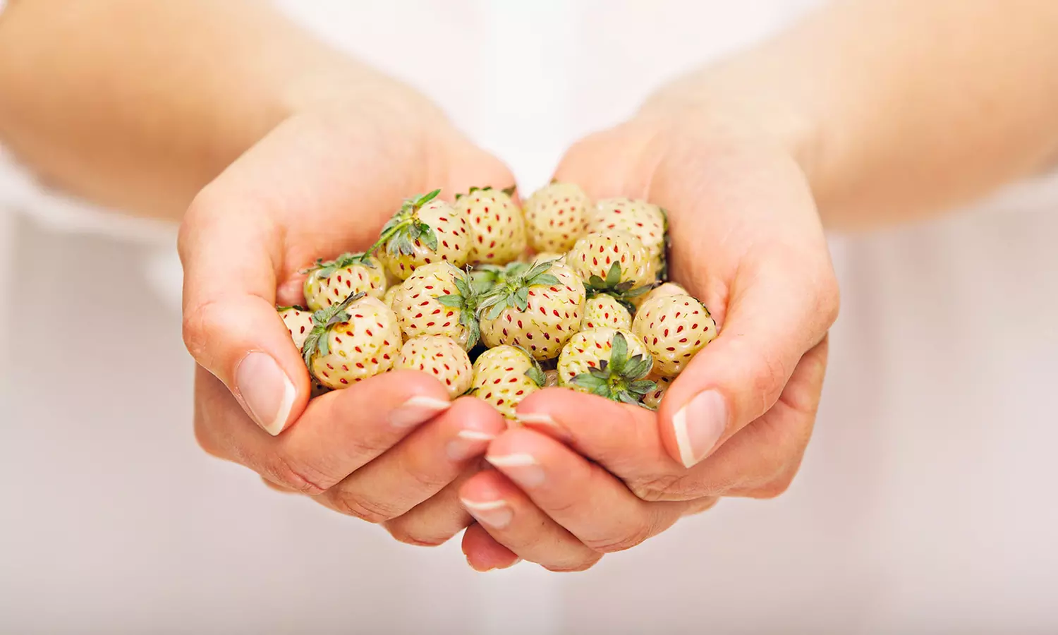 Carolina Pineberry Bare Root Plants (10-Pack) - Second Medium