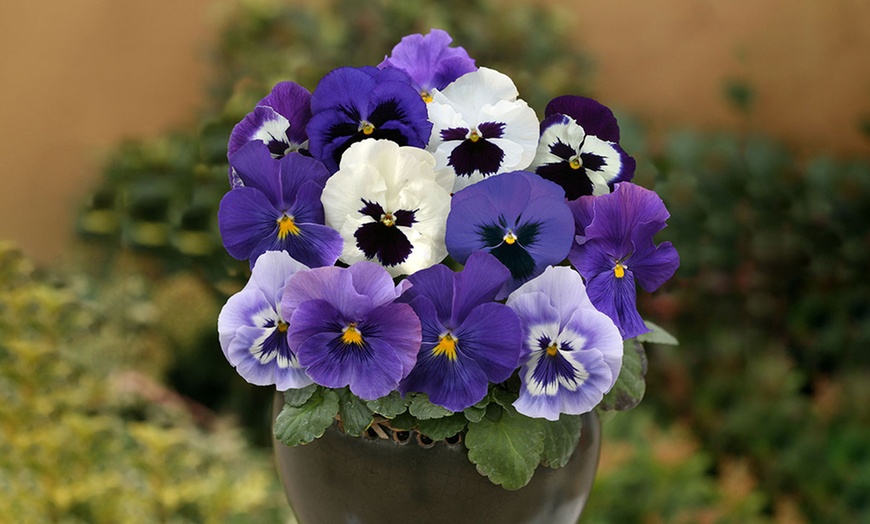 Image 2: 70 Garden-Ready Pansies