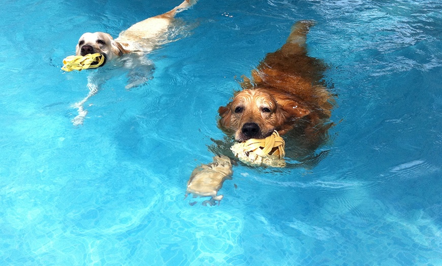 Image 1: Doggy Swimming Session