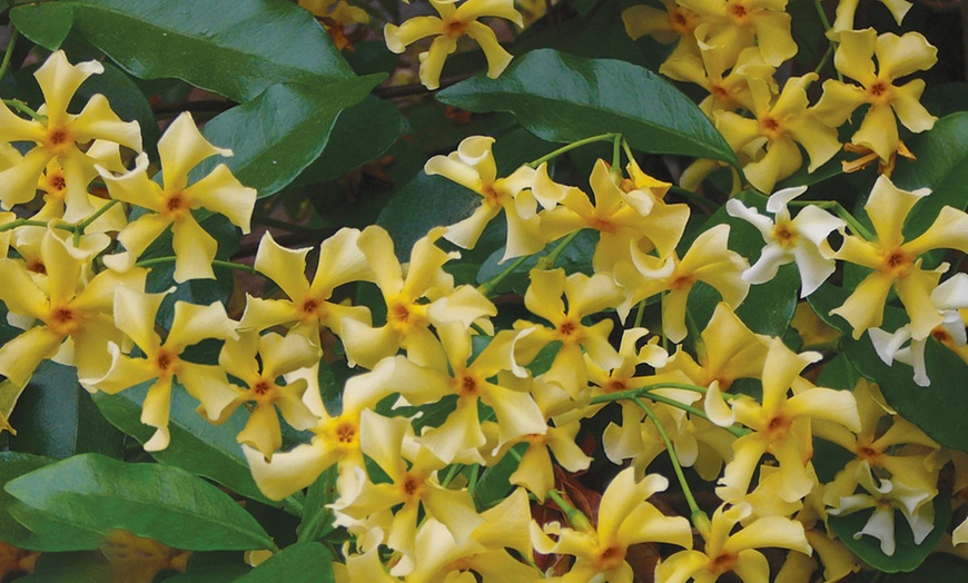 Image 3: Fragrant Jasmine Plants