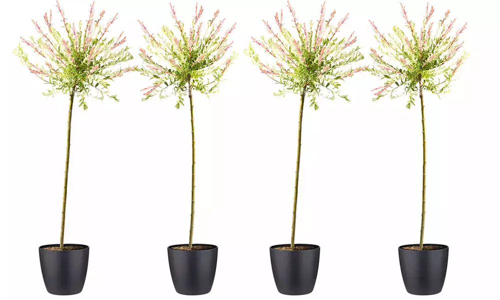 1x, 2x oder 4x Flamingobaum Hakuro Nishiki