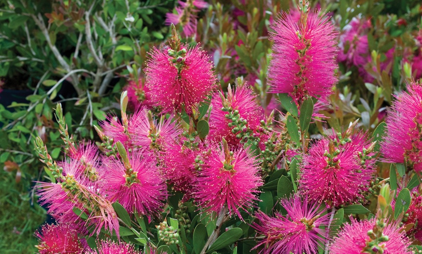 Image 1: Callistemon Viminalis Hot Pink