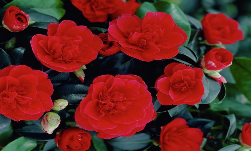 Image 2: Hardy Evergreen Camellias