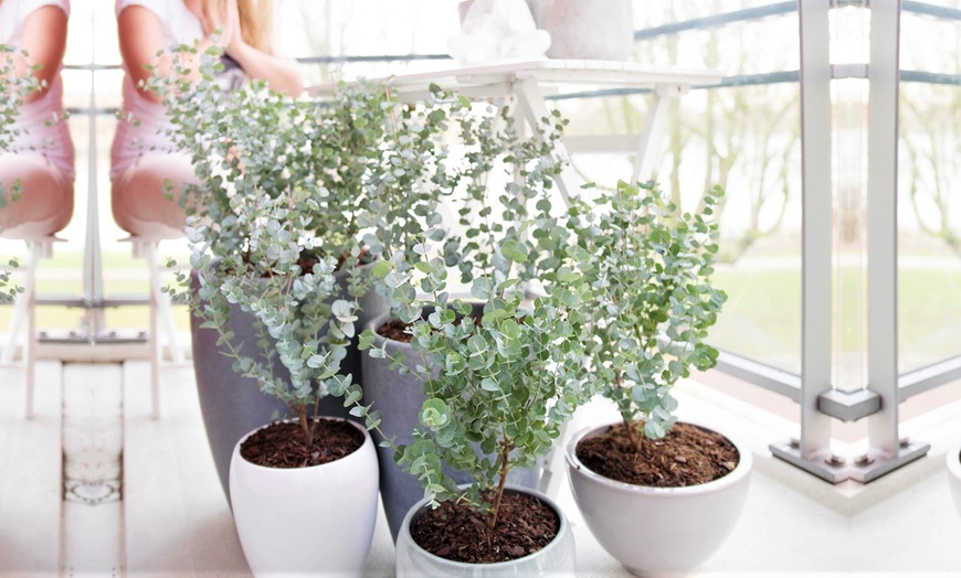 Image 5: Eucalyptus Azura Plants