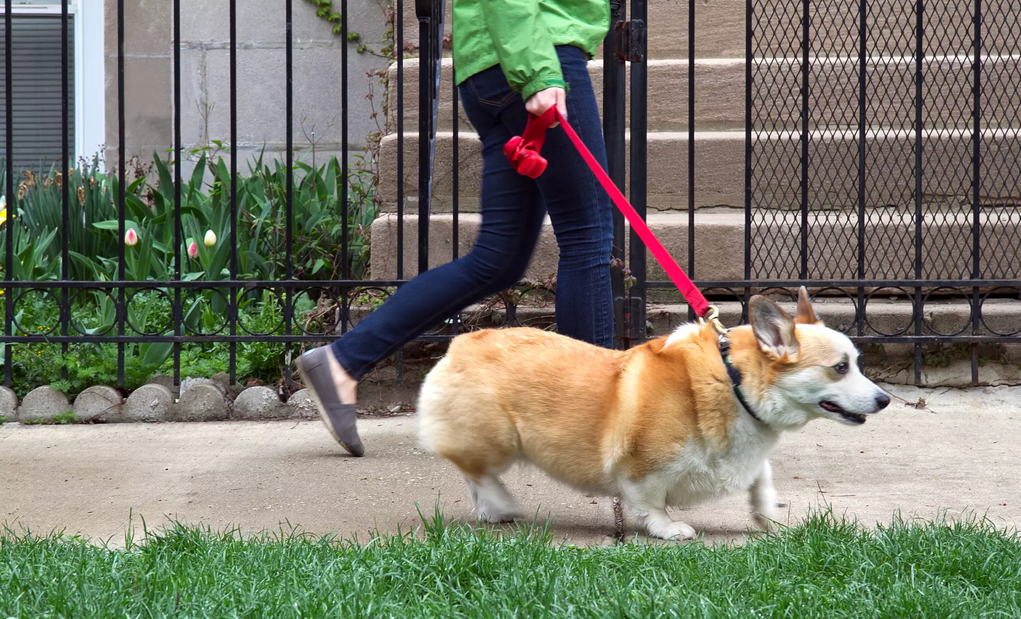 Three, Five, or Seven 30-Minute Dog Walks from Higgins E Wiggins Pet Care (Up to 63% Off) - Primary Image