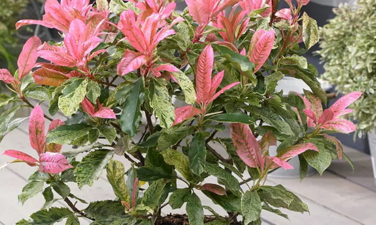 1, 2 ou 3 arbustes décoratifs photinias de la variété "Pink Crispy", 15-20 cm à la livraison - Primary Image