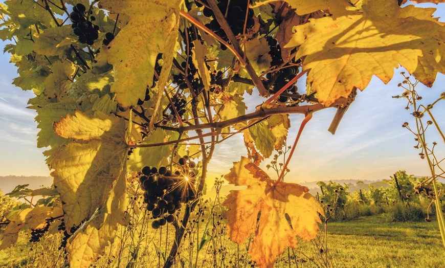 Image 4: Sparkling Wine Tasting Experience