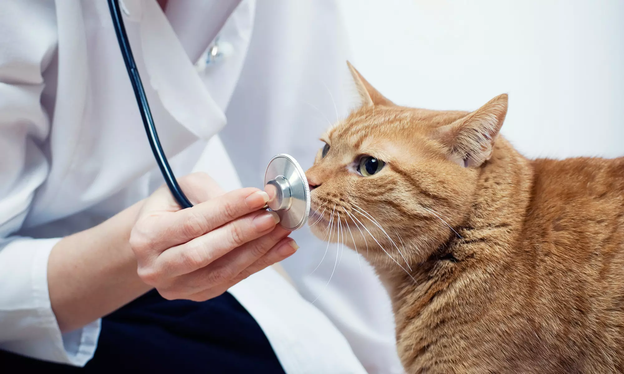 $44 for a Pet Physical and Lifetime-Registered Microchip at Savanna Animal Hospital ($89.10 Value) - Primary Image