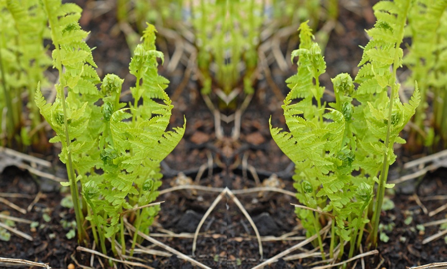 Image 5: Hardy Shuttlecock Fern - 1, 2 or 3 Potted Plants