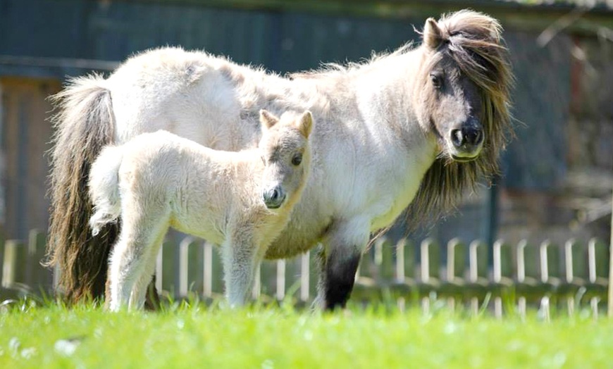 Image 2: Pony Centre, Entry For Two