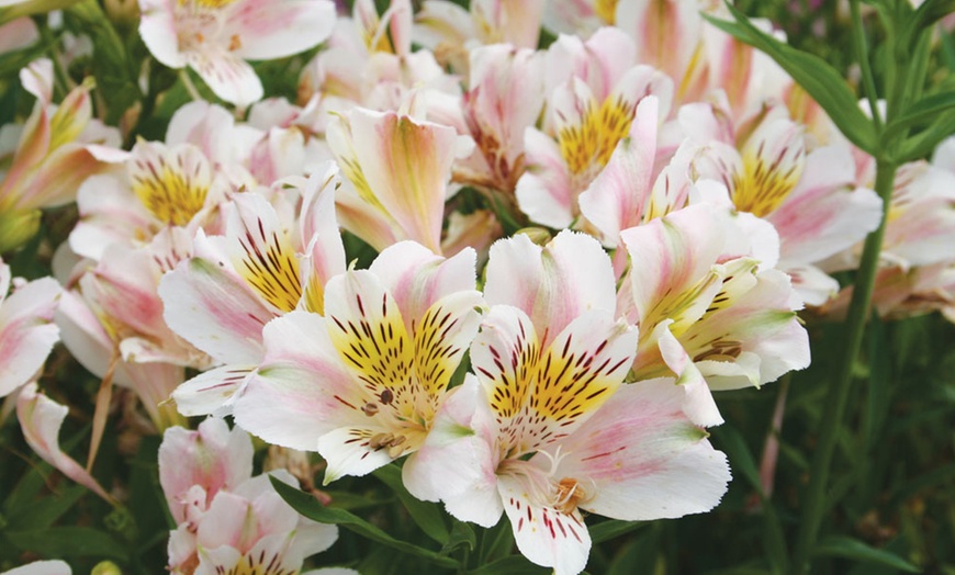 Image 2: Alstromeria Plants