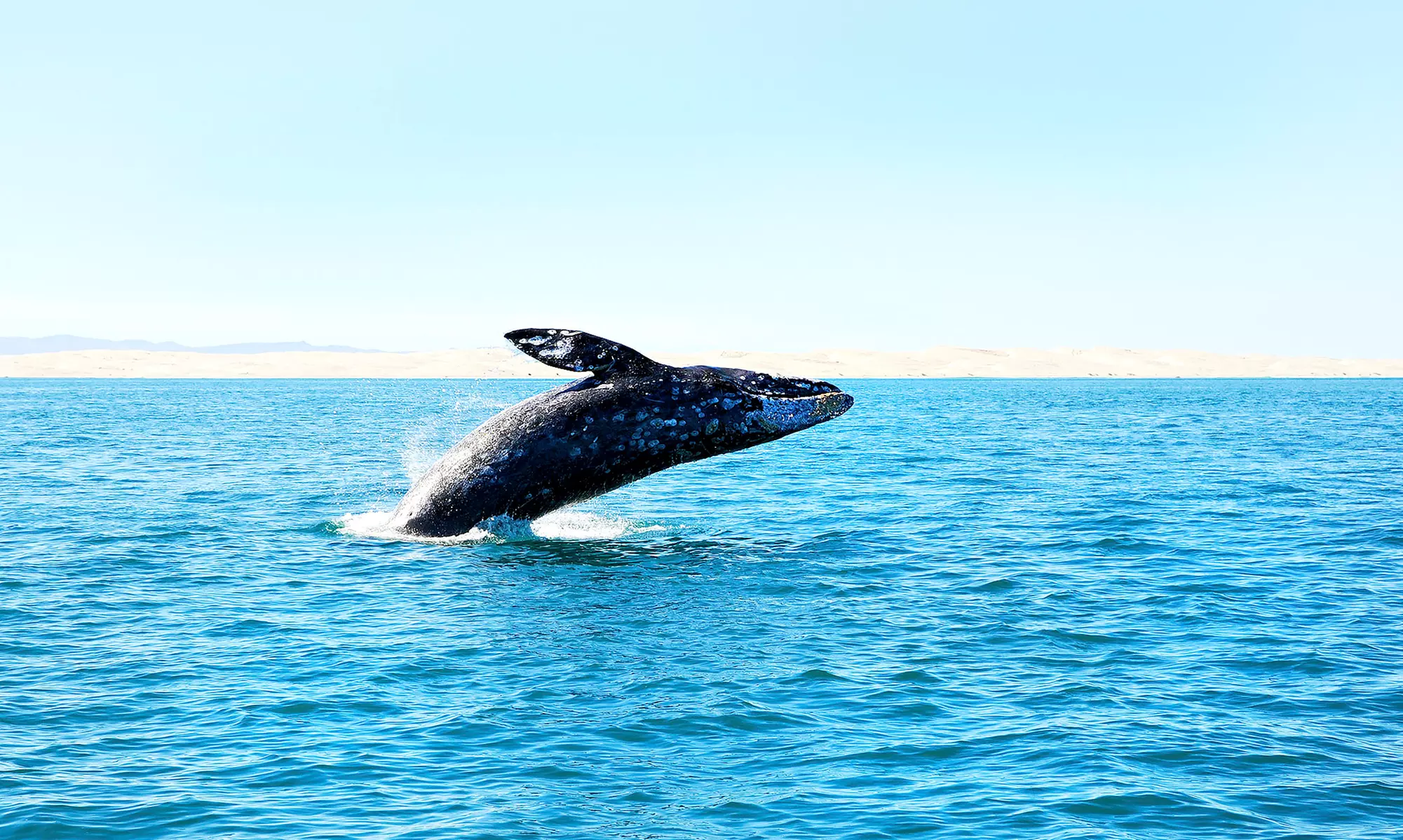 Two- or Three-Hour Whale- and Dolphin-Watching Tour for One or Two from Cape May Whale Watcher (Up to 52% Off) - Primary Image