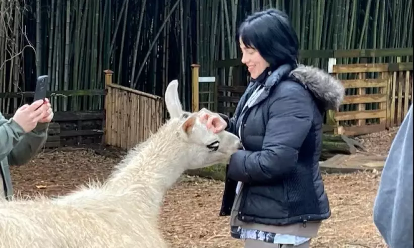 Llama Yoga & Alpaca Encounters in Atlanta's Bamboo Forest