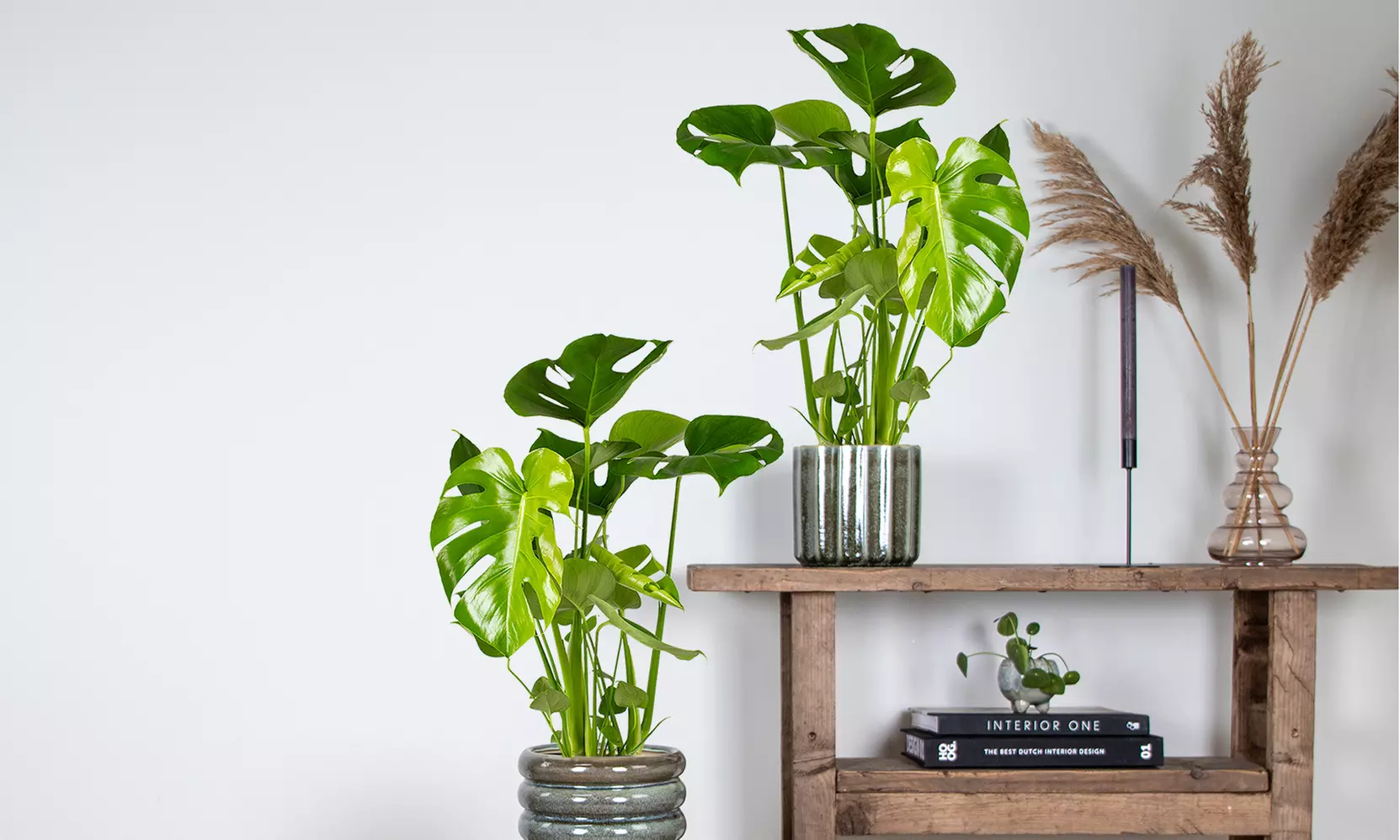 1 of 2 Monstera Deliciosa Gatenplanten van 50-60 cm of 70-80 cm