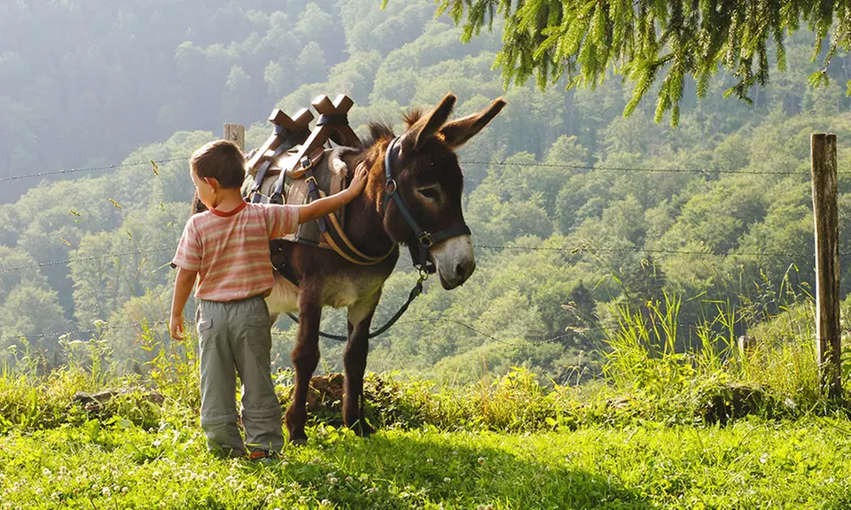 Balade à dos d'âne pour enfant