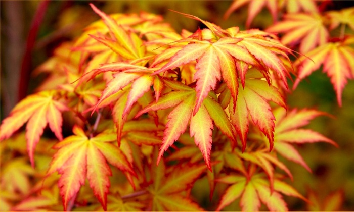 Four Japanese Maple Acer Trees | Groupon Goods