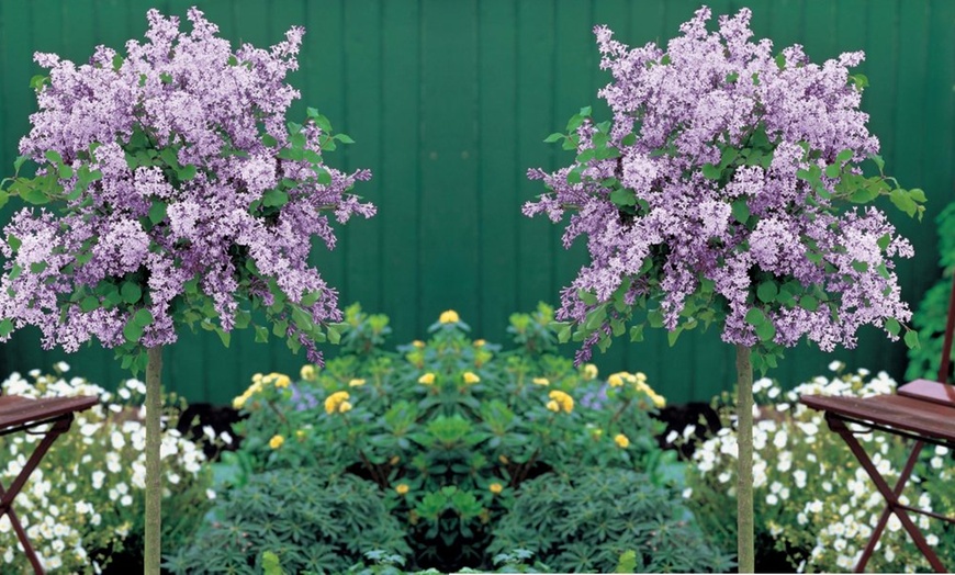 Image 1: Dwarf Scented Korean Lilac Tree