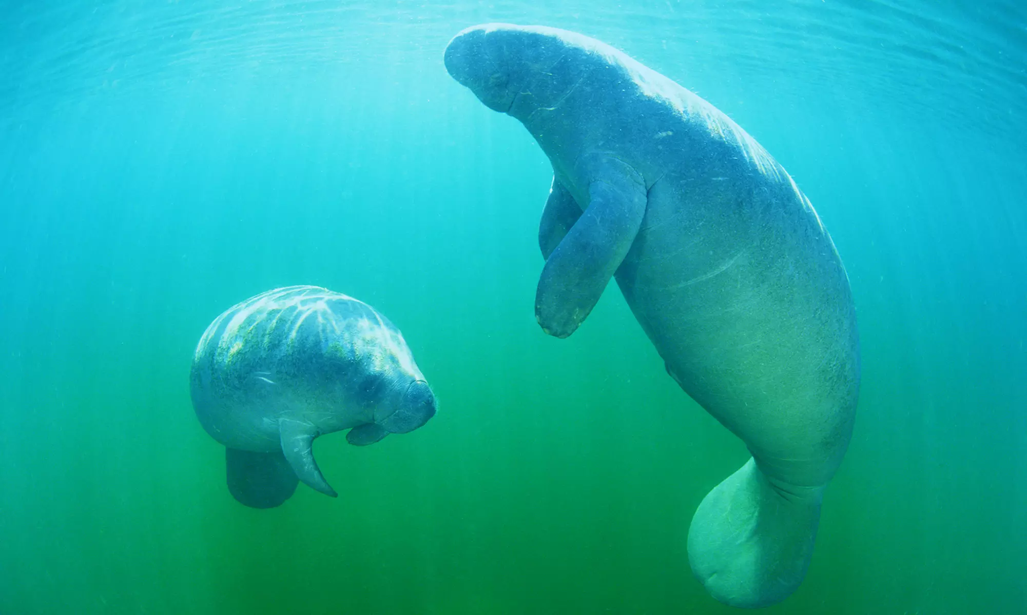 $26 for Three-Hour Manatee Snorkeling Tour from Adventure Diving ($55 Value) - Primary Image