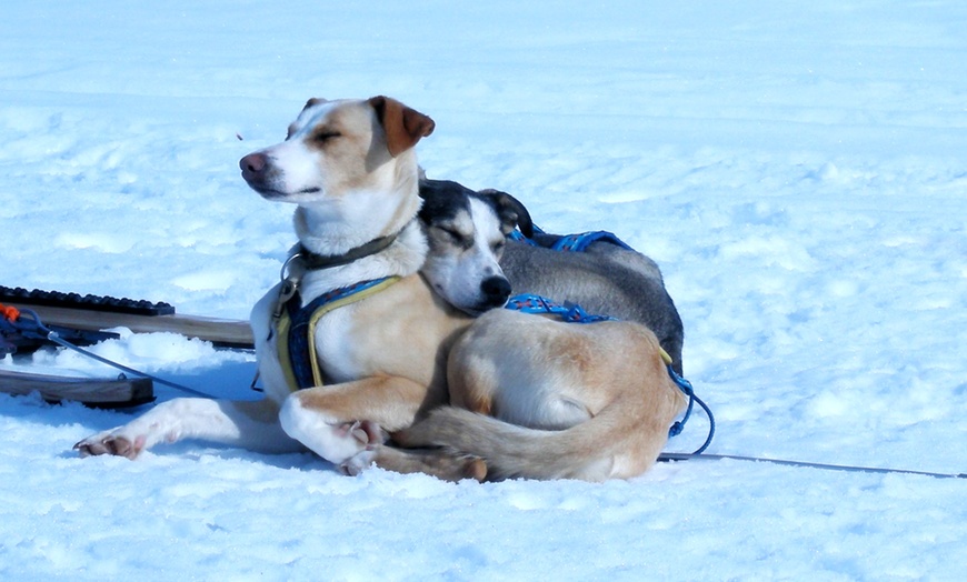 Image 7: Lapland Dog Sledding