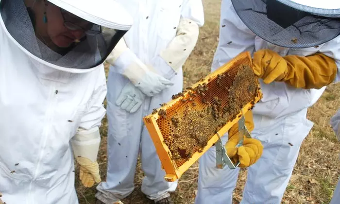 Three-Hour Introductory Beekeeping Class for One or Two at Round Rock Honey (Up to 65% Off) - Primary Image