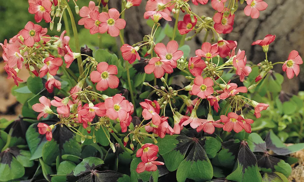 Collection de 100 ou 200 bulbes de fleurs estivales, mélange de 4 variétés, dès 7,90€ (jusqu'à 79% de réduction) - Image 5