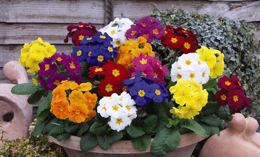 Image 4: 24, 48 or 72 Polyanthus Crescendo Carousel Mix Plants