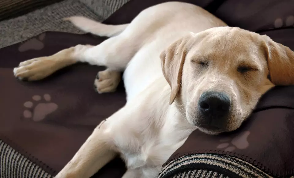 $15 for an Animal Planet Pet Blanket in Brown or Tan ($29.99 List Price). Free Shipping and Free Returns. - Primary Image
