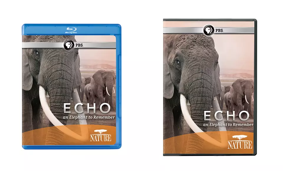 Echo: An Elephant to Remember. DVD or Blu-Ray From $9.99–$12.99 - Primary Image