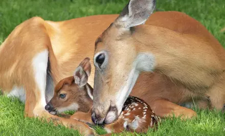$16 for All-Day Visit for Four to Fawn-Doe-Rosa Wildlife Educational Park (Up to $32 Value) - Primary Image