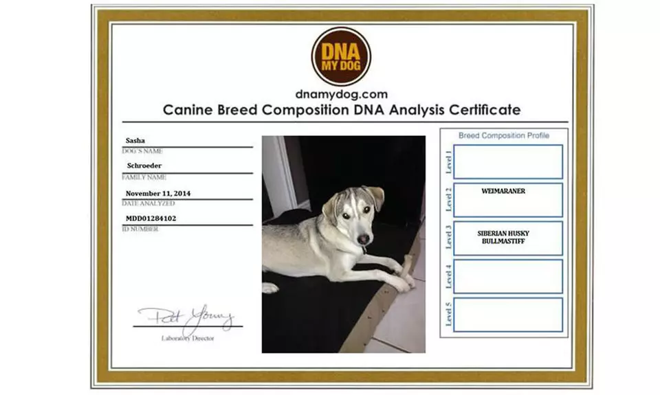 DNA My Dog Breed ID Test Kit - Second Medium