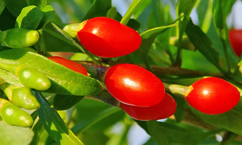 Pre-Order: Goji-Berry and Haskap Plants from $14.99–$18.99 - Second Medium