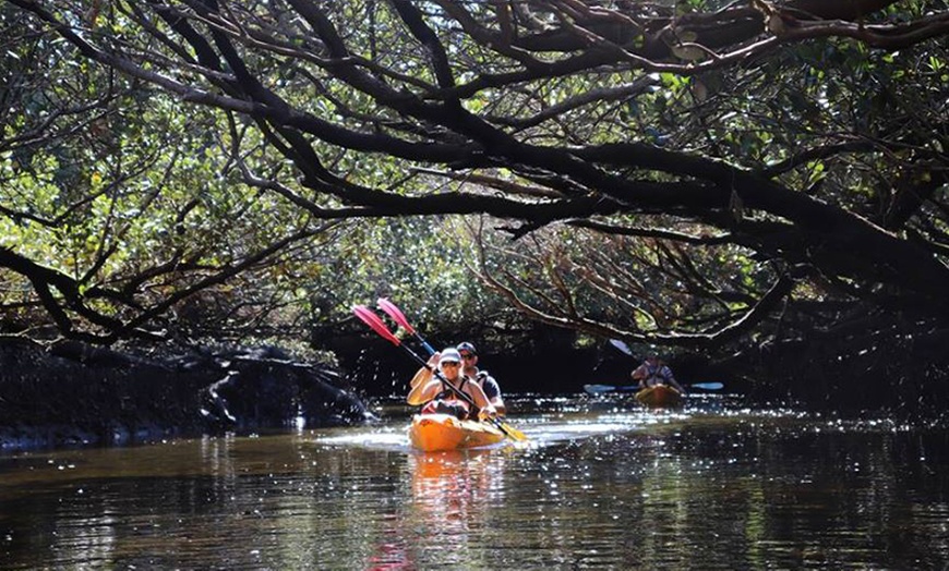 Image 1: 3-Hr Dolphin Sanctuary Kayak Tour