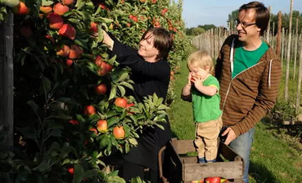 $11 for an Orchard Day for Four at Hillcrest Orchard (Up to $22 Value) - Primary Image