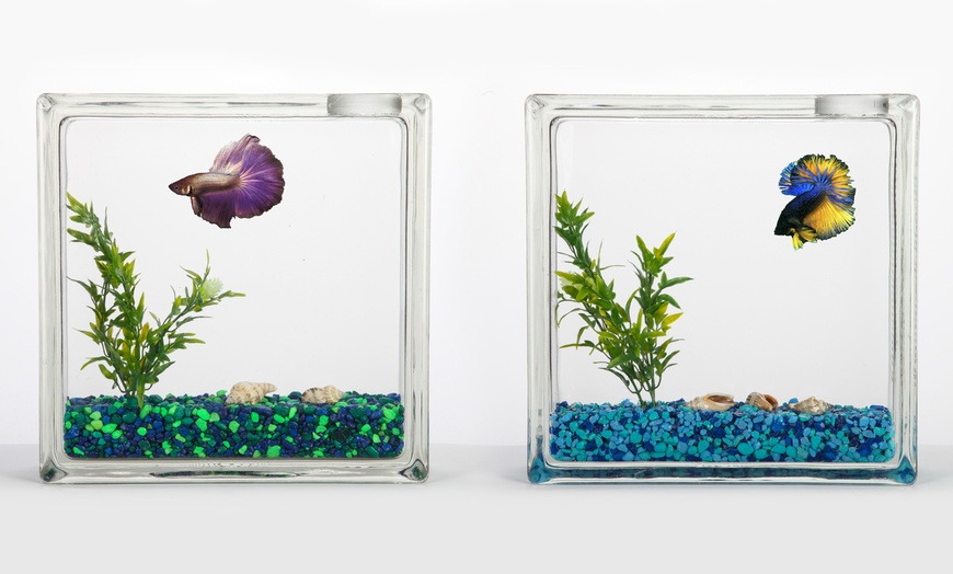 AquaBlock Betta Fish Aquarium | Groupon Goods