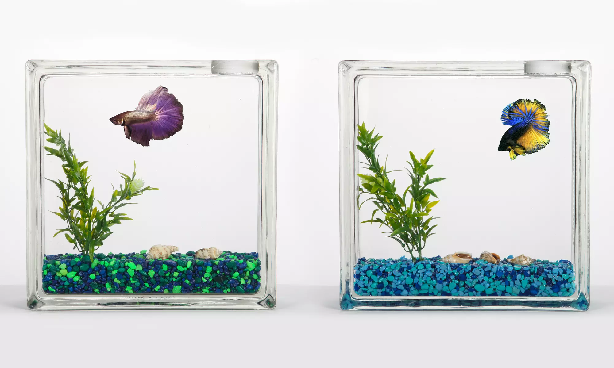 AquaBlock Betta Fish Aquarium - Primary Image