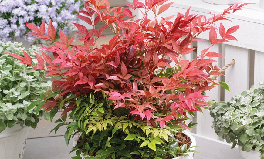 Image 7: Nandina Domestica Obsessed or Fire Power - 1 or 3 Potted Plants
