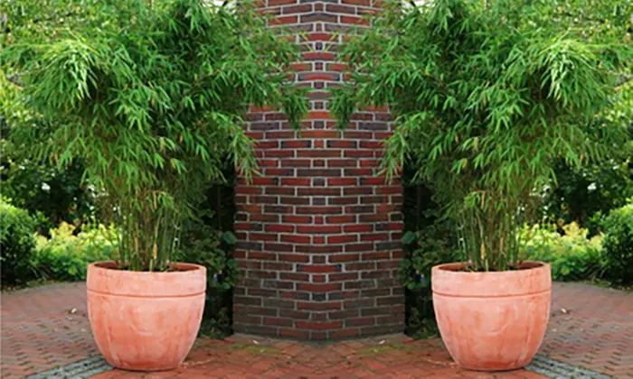 Two or Three Fargesia Bamboo Plants from £24.99 With Free Delivery (Up to 70% Off) - Image 2