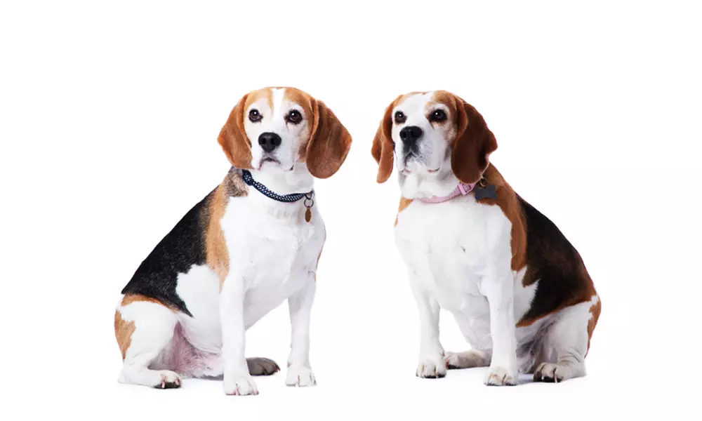 Pet Photoshoot With Prints