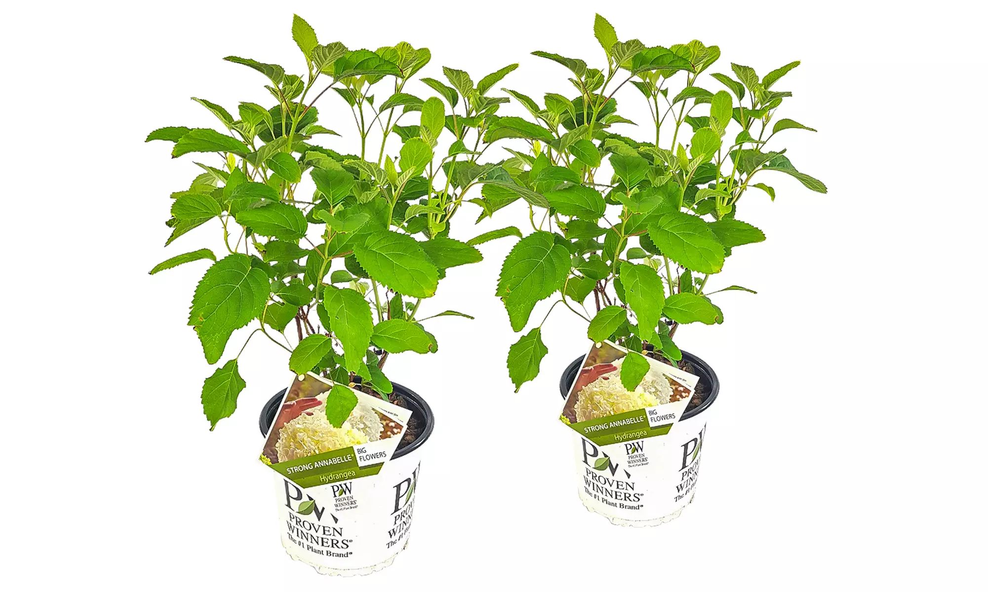 1, 2 o 4 hortensias "Strong Annabelle"