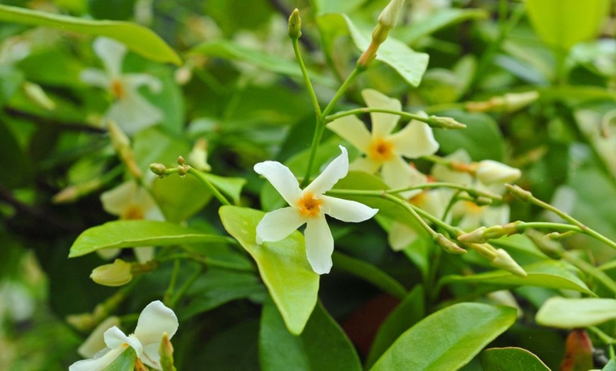 Image 7: Jasmine Trio Collection - 1 or 3 Potted Plants