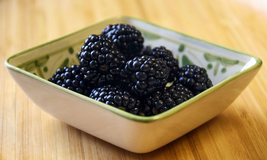 Image 3: Blackberry Fruit Plants - 4 Varieties