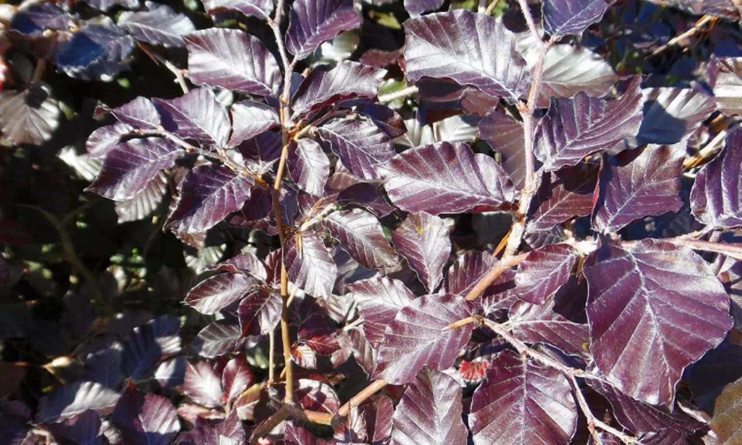 15, 30 ou 60 Hêtres Pourpre (Fagus Sylvatica Atropurpurea) - Primary Image