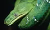 $15 for a Reptile and Exotic-Pet Show for Two Adults and Two Children at Repticon on June 29 or 30 (Up to $30 Value)